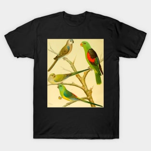 1878 naturalist image of Australian parakeets T-Shirt